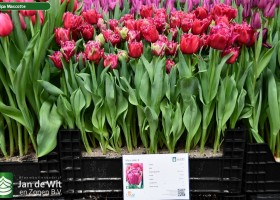 Tulipa Mascotte ® (1)